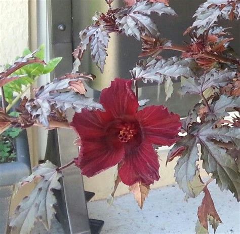As such it can be used quite effectively in. Hibiscus mahogany splendor flower ! | Floral wreath ...
