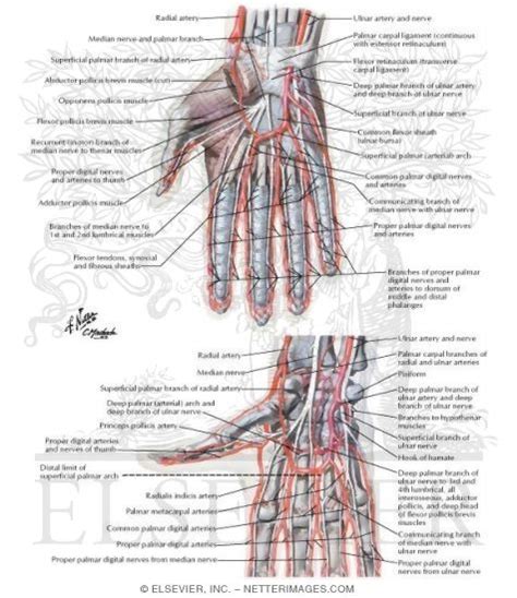 Anatomy Of Hand Wrist And Forearm
