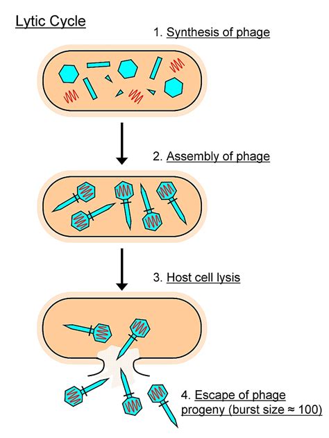 Viruses cause a number of diseases in eukaryotes. More Bacteriophages