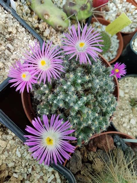 They form a group of plants that can be erect shrubs, climbing, or trailing, with stems that are often armed with sharp prickles. Trichodiadema densum. | Cactus y Rosas del Desierto ...