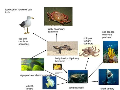 Hawksbills are omnivorous, consuming seagrasses, sea urchins, barnacles, small animals, and—their favorite food—sponges. hawksbill sea turtle food web