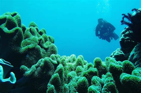 Pemandangan Bawah Laut Wakatobi Kumpulan Gambar Pe Vrogue Co