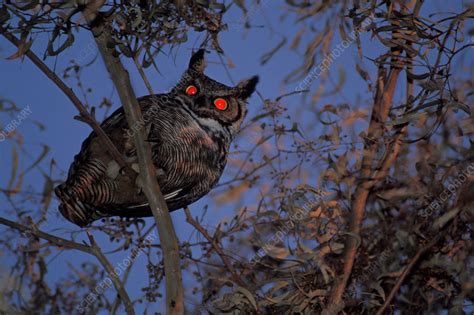 Great Horned Owl At Night Stock Image C0064801 Science Photo Library