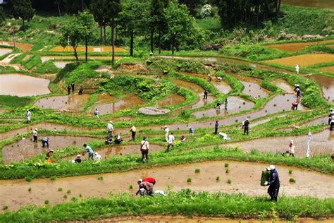 An Agricultural Wonder Japans Vanishing Terraced Rice Fields Photos