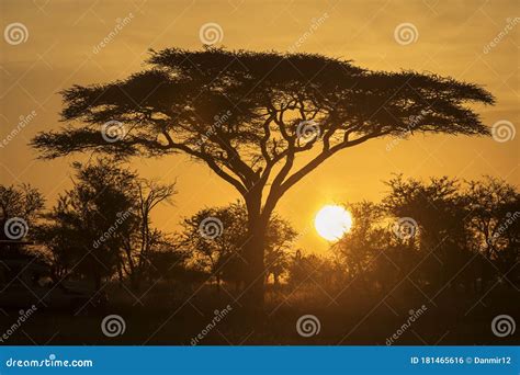 Acacia Tree In Safari Of Serengeti National Park Of Tanzania With