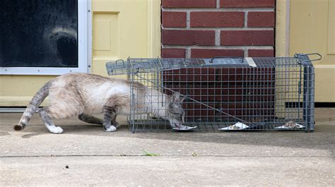 Iowa Town Considers Policy Allowing Residents To Trap And Kill Feral Cats