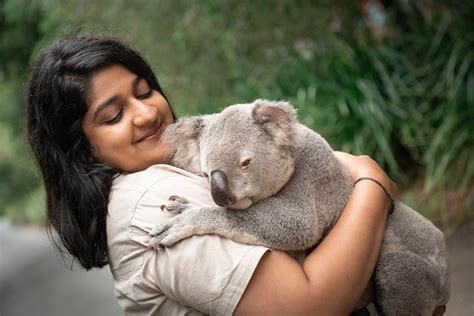 Can You Hug A Koala In Sydney
