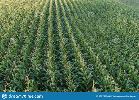 Aerial View Of A Corn Field Stock Photo Image Of Ecology Land 255756764