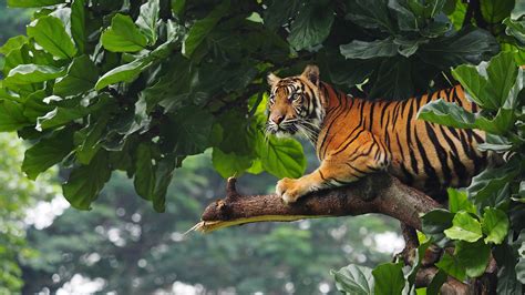Tiger Is Sitting On Tree Branch In Green Leaves Background Hd Tiger