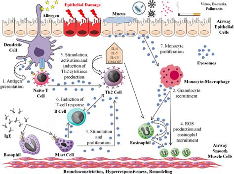 Roles Of Exosomes In Asthma And Allergic Processes The Entry Of The