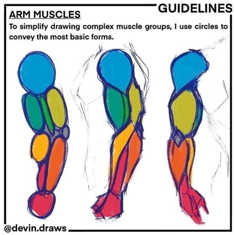 GUIDELINES To Simplify Drawing Complex Muscle Groups I Use Circles To