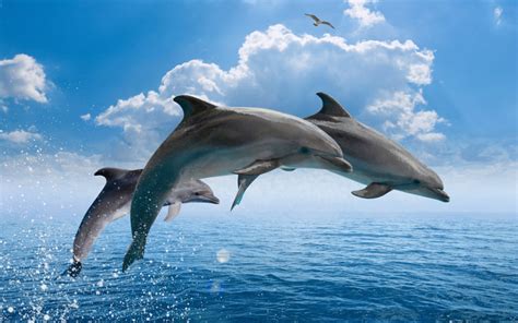 Sea Dolphins Characteristics And Classification Information About Types