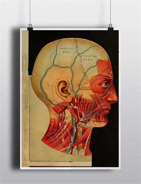 Free Printable Anatomy Charts Human Anatomy Interactive Wall Chart