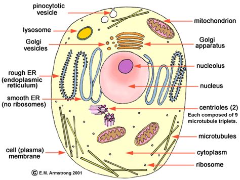 The Structure Of An Animal Cell Labeled In Its Major Parts And