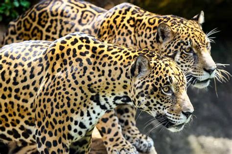 Maybe you would like to learn more about one of these? Jaguar Vs Leopard, Who Will Win? - Animals Comparison