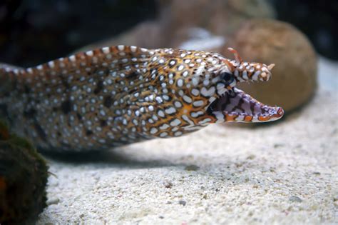 Japanese Dragon Eel Shark And Reef