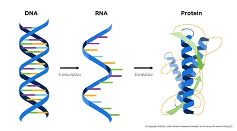 The Central Dogma Introduction To Genomics For Engineers