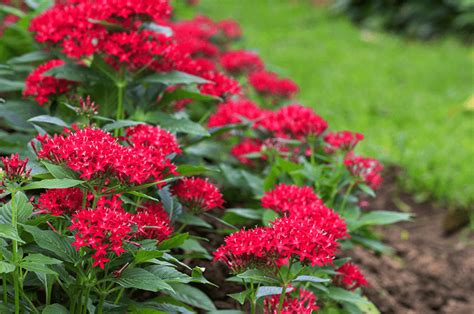 8 Bright And Bold Flowers For Your Garden Blog