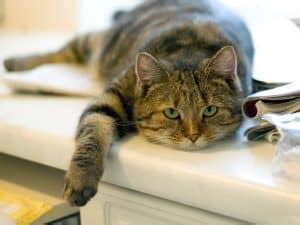 81% of cat owners say their. Cat throwing up food but acting normal! All you need to know!