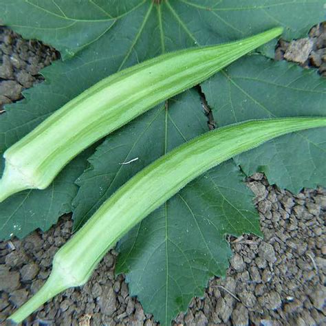 Cows Horn Okra Seeds 2 G ~35 Seeds Heirloom Open Pollinated Non