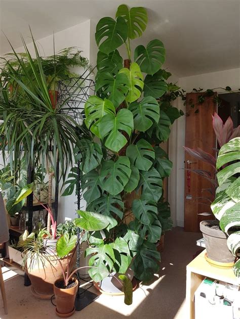 21 beautiful indoor elephant ear ideas from instagram. This beautiful monstera deliciosa! | Indoor plants, Plants ...