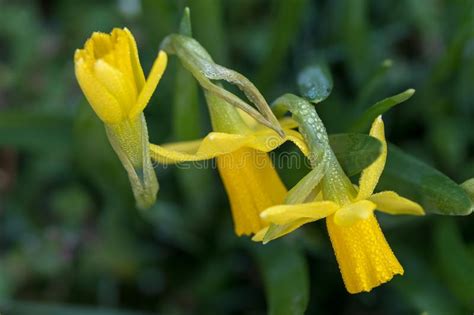 Primavera fiori dipinti da vita a una linea sciolto e tecnica wash. Tete narcisi di un Tete immagine stock. Immagine di ...