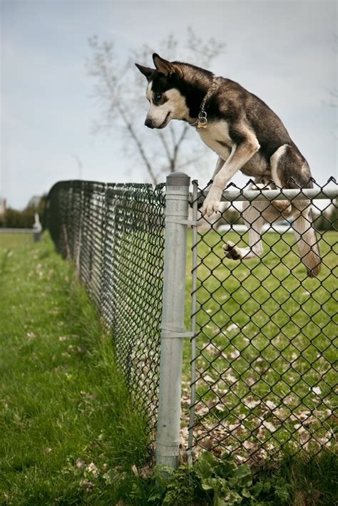 5 Things To Consider When Getting A Fence For Your Big Dog