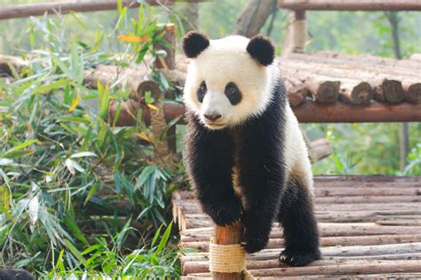 How To Visit Pandas In Chengdu China