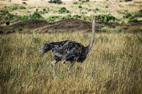 Cannundrums Masai Ostrich