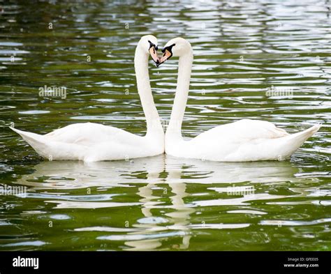 Two Swans Forming Heart Shape Hi Res Stock Photography And Images Alamy