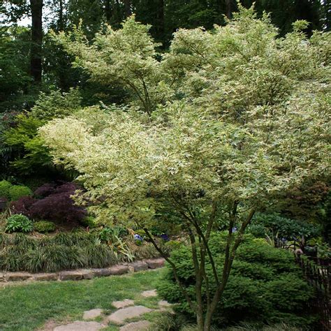 Butterfly Japanese Maple Trees For Sale