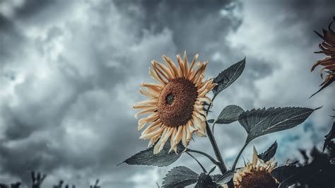 Sunflower Hd Wallpaper