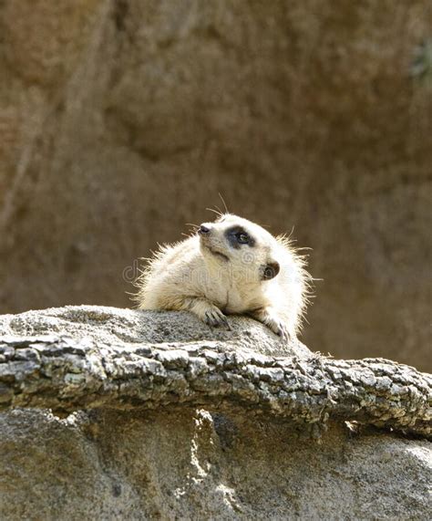 Meerkat In Zoo Stock Image Image Of Brown Texas Meerkat 223580309