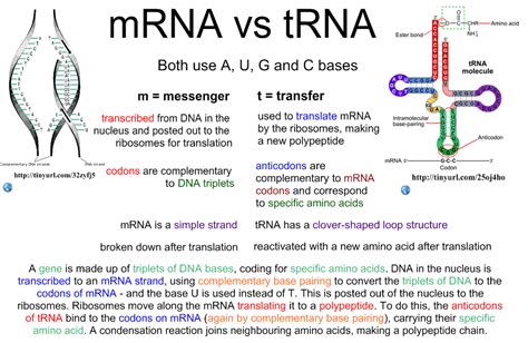 26 mrna and transcription worksheet doktor worksheet. 7.3 & 7.4 Transcription & Translation | i-Biology