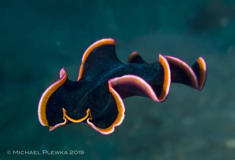 Polyclad Flatworms Turbellaria Of The Coral Triangle Pseudobiceros