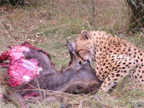 All mammals need a mix of vitamins, minerals and fatty acids that can't be produced by the body and must be supplemented by the animal's diet, but unlike dogs and humans, cats are carnivores. Homepage of Vladimir Dinets - Wild Cats, page 4 of 5