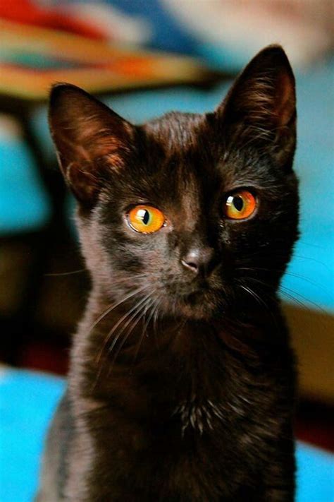 Black Kitten Amber Eyes Cats Crazy Cats Cat Love