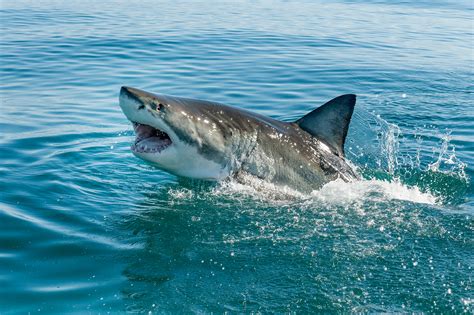 Heres How Common Shark Attacks Are In The Us Time