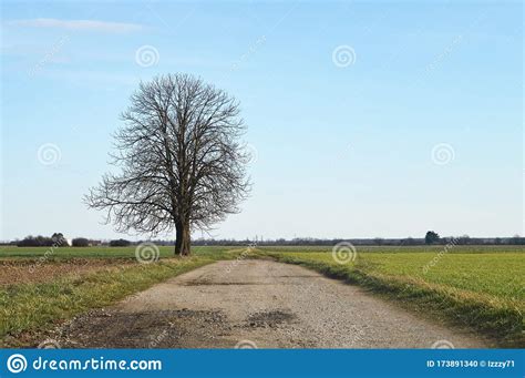 Lonely Tree Country Road And Green Fields Rural Scenery With Country