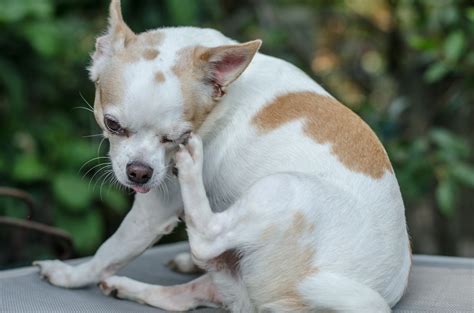 Chihuahua Itchy Skin Remedy 12 Ways To Relieve I Love Chihuahua