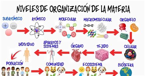 Biología Ciclo Básico Niveles De OrganizaciÓn Del Cuerpo Humano