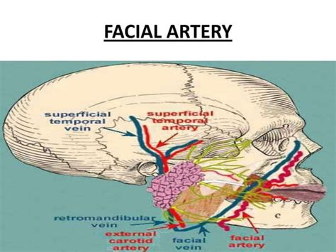 Neurovasculature And Lymphatic Drainage Of Head And Neck