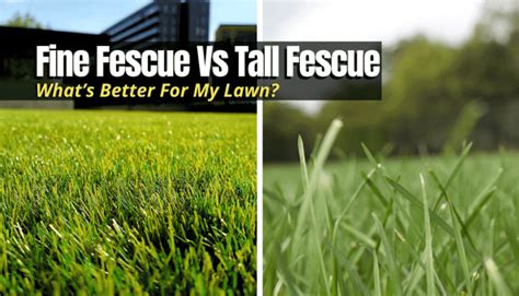 Fine Fescue Vs Tall Fescue Whats Better For My Lawn The Backyard Pros