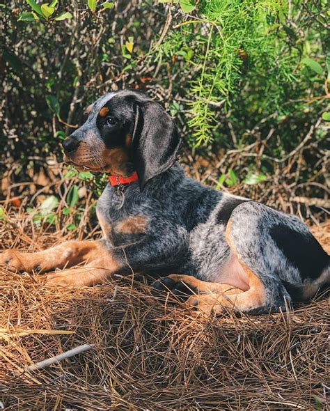 15 Reasons Why Coonhounds Are The Best Dogs Ever Page 3 Of 5 Pettime