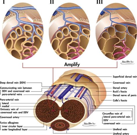 An Illustration Showing The Penile Erection Process Th Open I