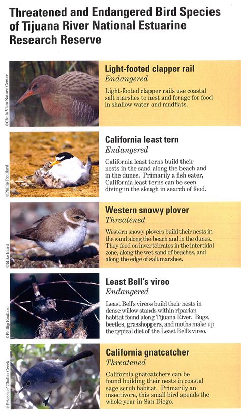 Protecting Endangered And Threatened Birds — Tijuana Estuary Trnerr