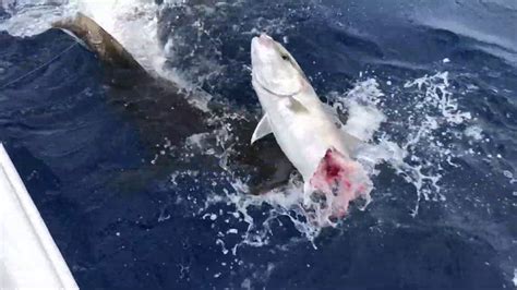Big Hammerhead Shark Feeding On Amberjack Youtube
