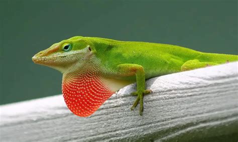 What Do Anole Lizards Eat
