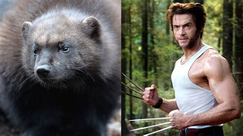 Check spelling or type a new query. Hugh Jackman Didn't Know Wolverines Were Real Animals ...