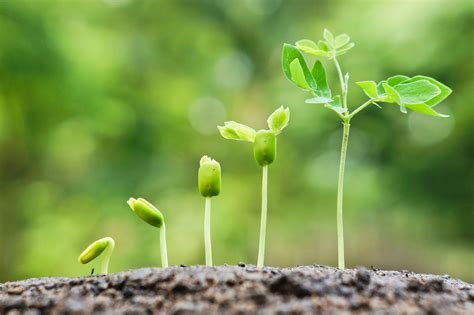 Photosynthesis is not magical, however — it's just the cool chemical handiwork of these little cellular structures called chloroplasts, a type of organelle found only in plants and eukaryotic algae. Why You Need To Allow Yourself Room To Grow (With images ...